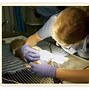 Image result for Veterinary Services