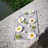 Image result for A8 Phone Case Daisy