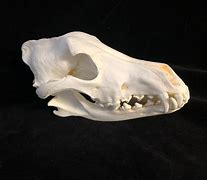 Image result for Wolf Skull Reference