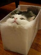 Image result for Funny Cats in Boxes