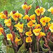 Image result for Canna Apricot Dream