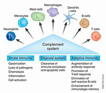 Image result for Complement System Immunology