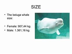 Image result for Beluga Size 7