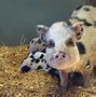 Image result for Smallest Pig in the World