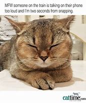 Image result for Relatable Cat Memes