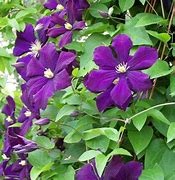 Image result for Purple Clematis Vine Leaves