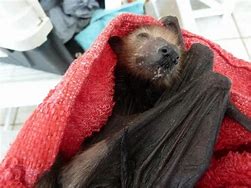 Image result for Baby Fox Bat