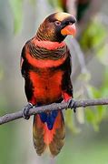 Image result for Pseudeos Loriidae