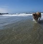 Image result for San Diego Beach Model