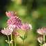 Image result for Astrantia major Roma