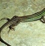 Image result for Georgia Lizards