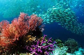 Image result for Underwater Wallpaper 4K Ultra HD