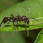 Image result for Insect Habitat