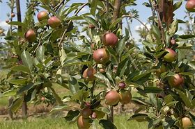 Image result for Planting Apple Trees