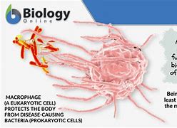 Image result for Cellular Meaning