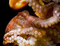 Image result for Red Octopus Underwater