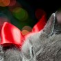 Image result for Valentine Cat Background