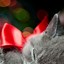 Image result for Galaxy Cat Wallpaper for iPhone