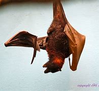 Image result for Vampire Bat Toy