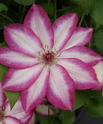 Image result for Clematis Picotee