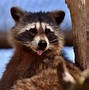 Image result for Top 10 Cutest Animals in the World