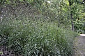 Image result for Andropogon gerardii Prairie Sommer