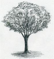 Image result for A Tree Drawing