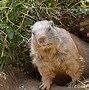 Image result for Groundhog in Garden