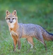 Image result for Florida Gray Fox