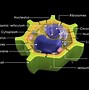 Image result for Nuclear Membrane