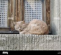Image result for Cat Sleeping On Window Ledge