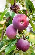 Image result for Purple Apple Tree