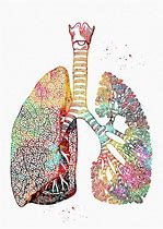 Image result for Pretty Lungs