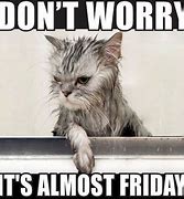 Image result for Friday Cat Meme Funny