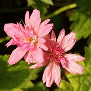 Image result for GERANIUM oxonianum Southcombe Double