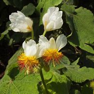 Image result for Sparmannia africana