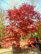 Image result for Acer Palmatum Bloodgood Tree