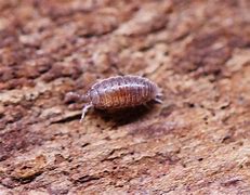 Image result for Purple Isopods