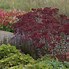 Image result for Sedum Red Cauli