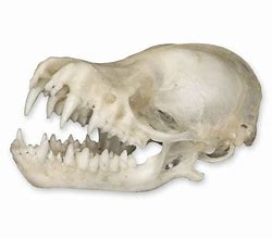 Image result for Bat Skull