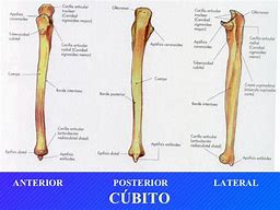 Image result for cubito