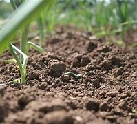 Image result for Agriculture Soil