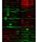 Image result for Memory B Cells Kinectics