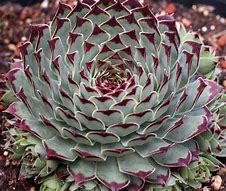 Image result for Sempervivum tectorum ssp. compactum