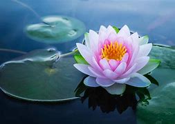 Image result for Red Lotus Flower Japanese Traditional