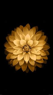 Image result for Yellow Flower iPhone 6