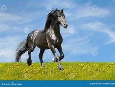 Image result for Black Horse Jumping