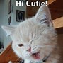 Image result for Shocked Cat Meme Tik Tok