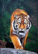 Image result for Siberian Tiger Art PNG