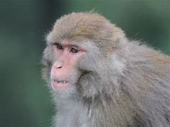 Image result for Pakistan Monkey